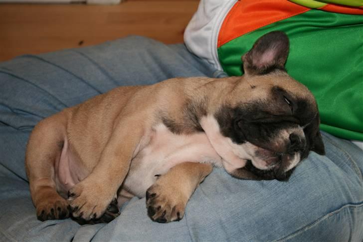 Fransk bulldog Elvis (HIMMELHUND) billede 8