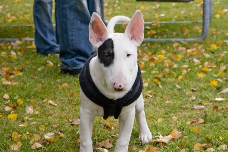 Bullterrier Ludvig billede 13