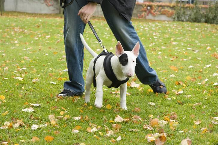 Bullterrier Ludvig billede 14