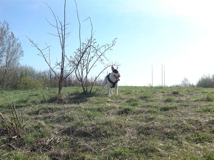Bullterrier Ludvig billede 15