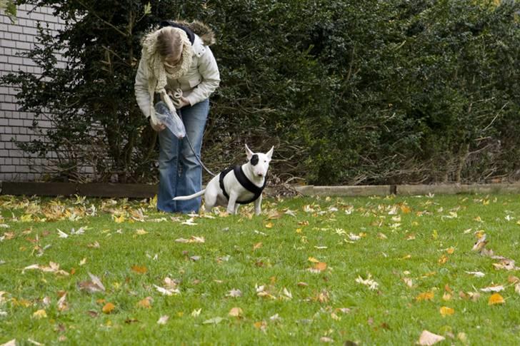 Bullterrier Ludvig billede 16