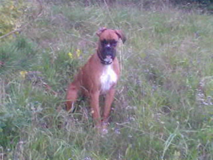 Boxer FREY billede 12