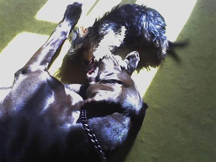 Korthåret hønsehund Rocky billede 18