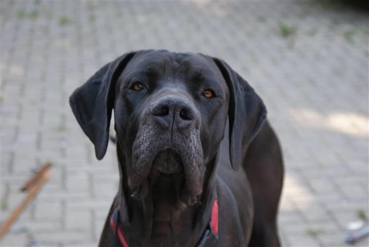 Grand danois Megamok billede 1