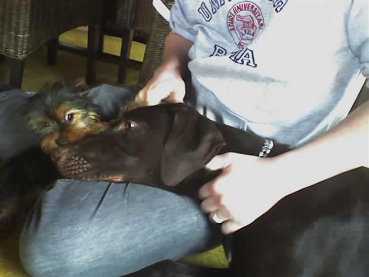 Korthåret hønsehund Rocky billede 19