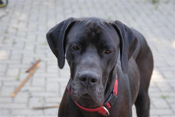 Grand danois Megamok billede 2