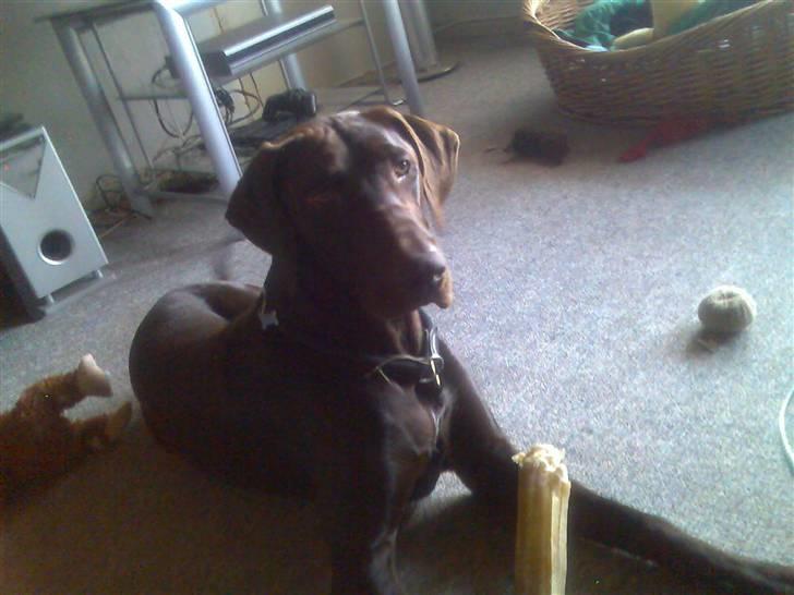 Korthåret hønsehund Rocky billede 20