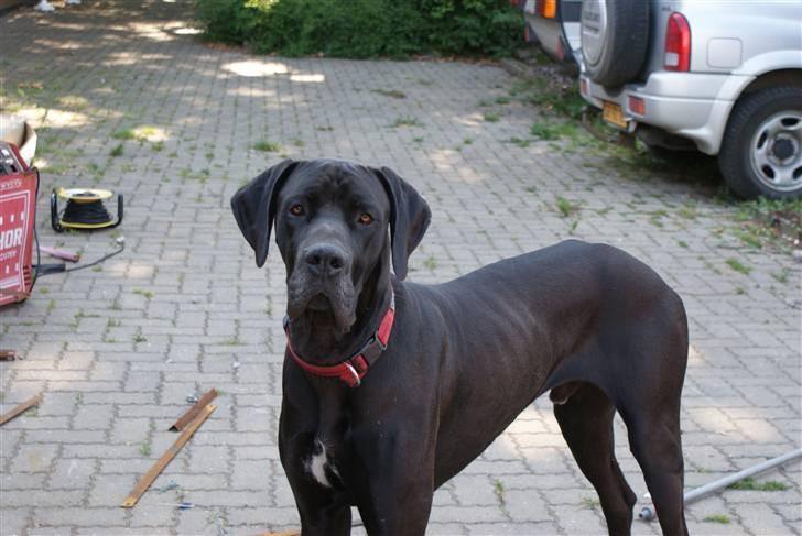 Grand danois Megamok billede 3