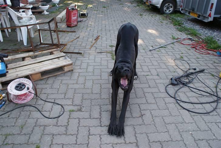 Grand danois Megamok billede 4