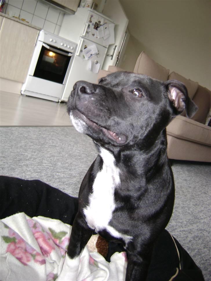 Staffordshire bull terrier Chico billede 2
