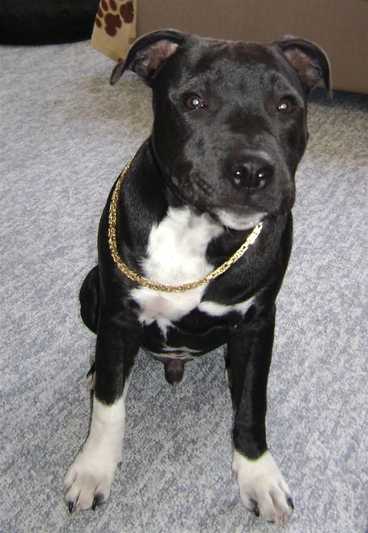 Staffordshire bull terrier Chico billede 3