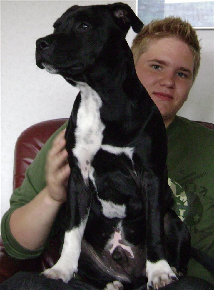 Staffordshire bull terrier Chico billede 4