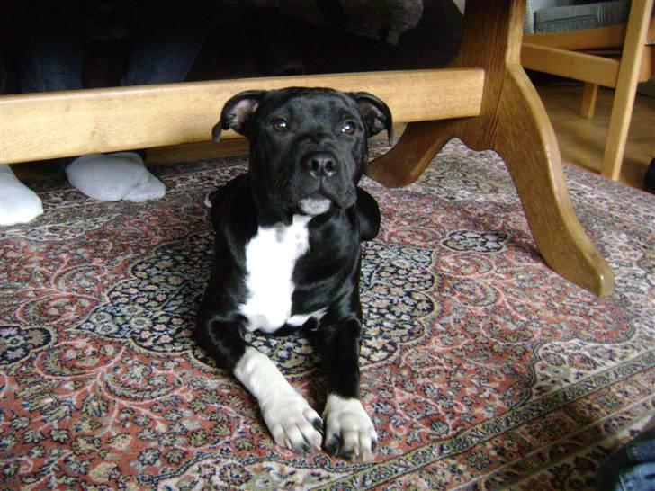 Staffordshire bull terrier Chico billede 5