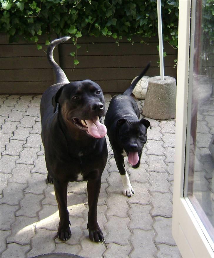 Staffordshire bull terrier Chico - Zeus & Chico. billede 6