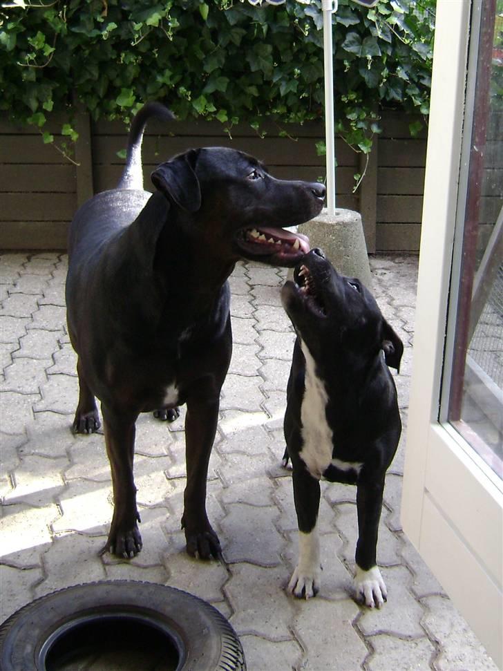 Staffordshire bull terrier Chico - Zeus & Chico. billede 7