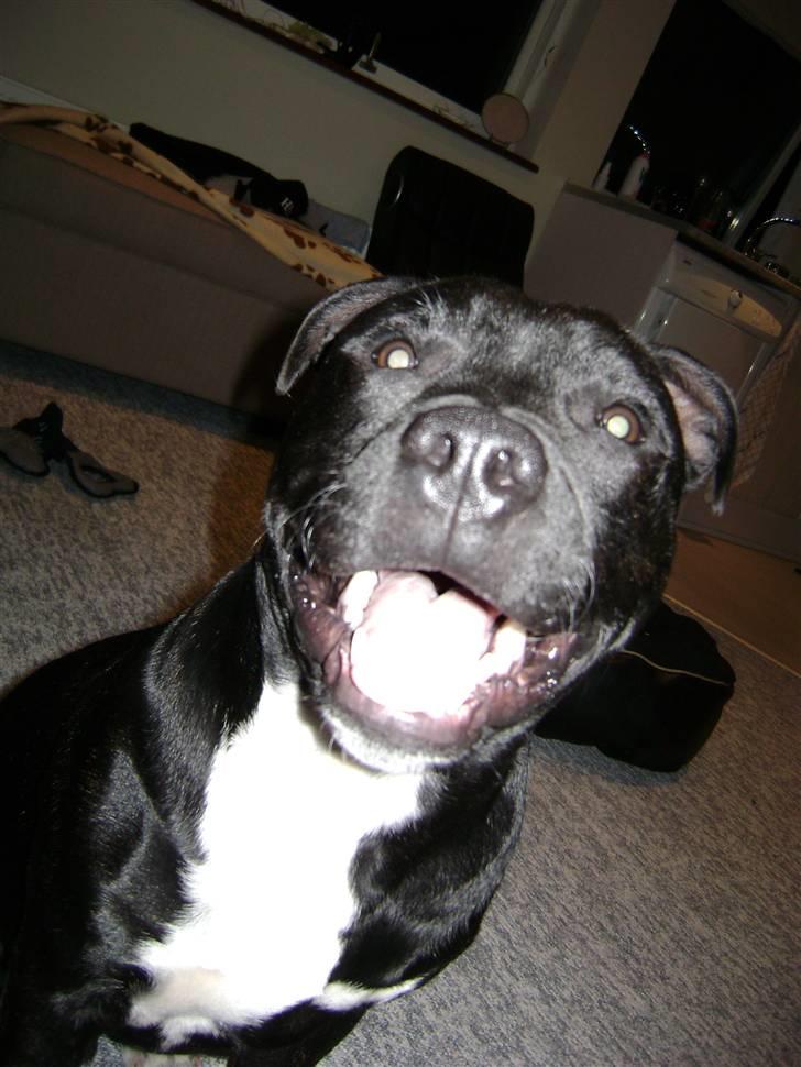 Staffordshire bull terrier Chico billede 8