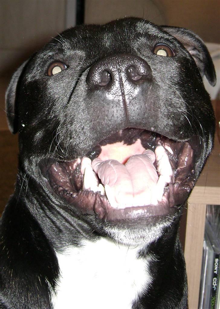 Staffordshire bull terrier Chico billede 9