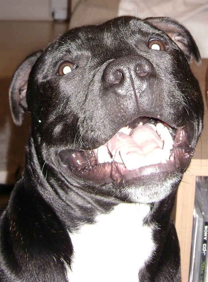 Staffordshire bull terrier Chico billede 10