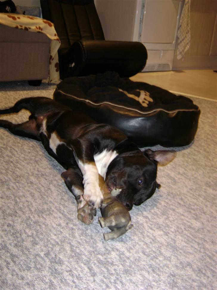 Staffordshire bull terrier Chico billede 11