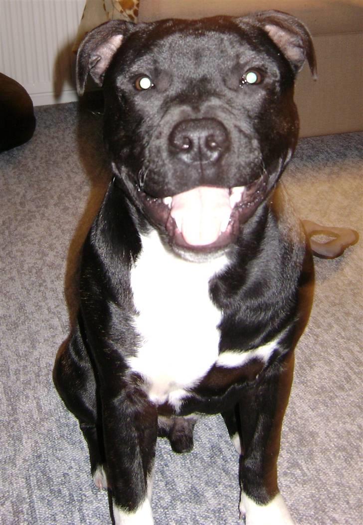 Staffordshire bull terrier Chico billede 12