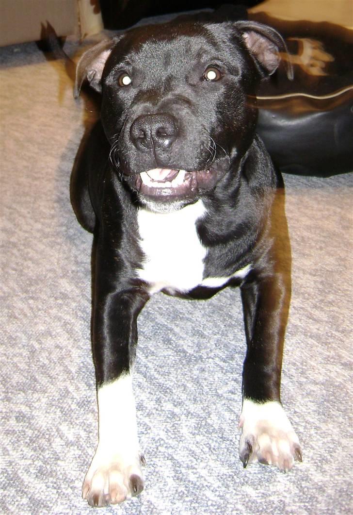 Staffordshire bull terrier Chico billede 13