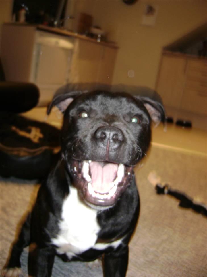 Staffordshire bull terrier Chico - Chico blir en bisse. billede 14