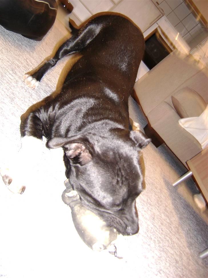 Staffordshire bull terrier Chico - Elsker & bide i frede.. billede 15