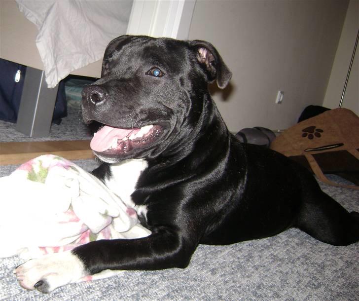 Staffordshire bull terrier Chico - Er han ikk fin. billede 16