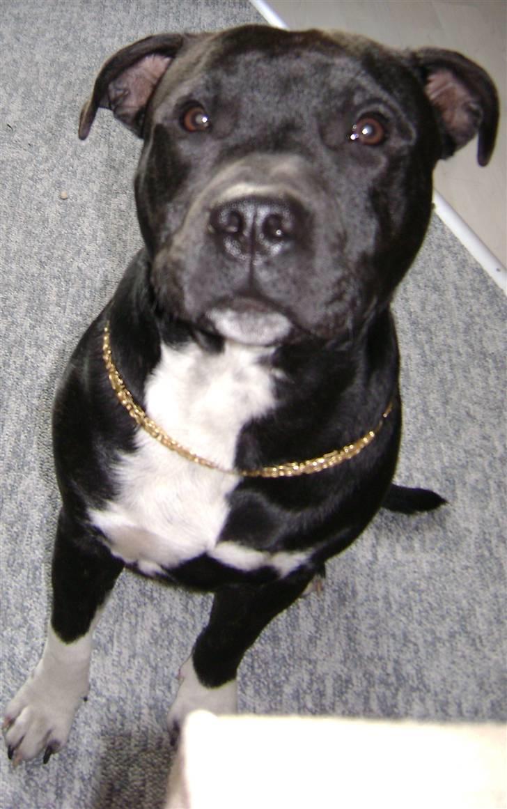 Staffordshire bull terrier Chico billede 17