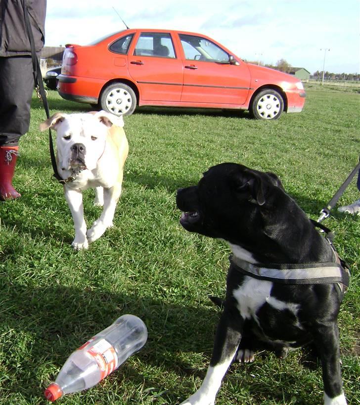 Staffordshire bull terrier Chico billede 18