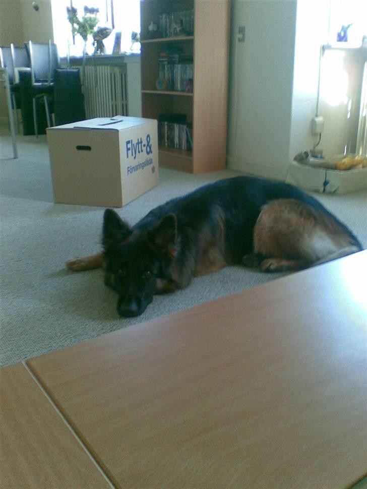 Schæferhund Kouran ...død 01-06-10 billede 7