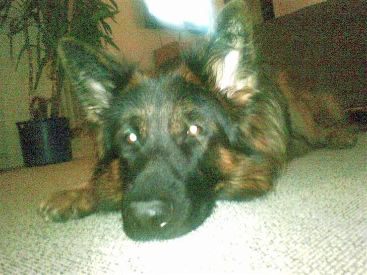 Schæferhund Kouran ...død 01-06-10 billede 8