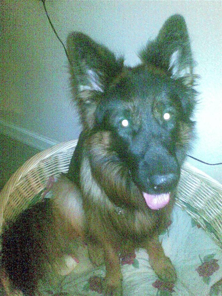 Schæferhund Kouran ...død 01-06-10 billede 9