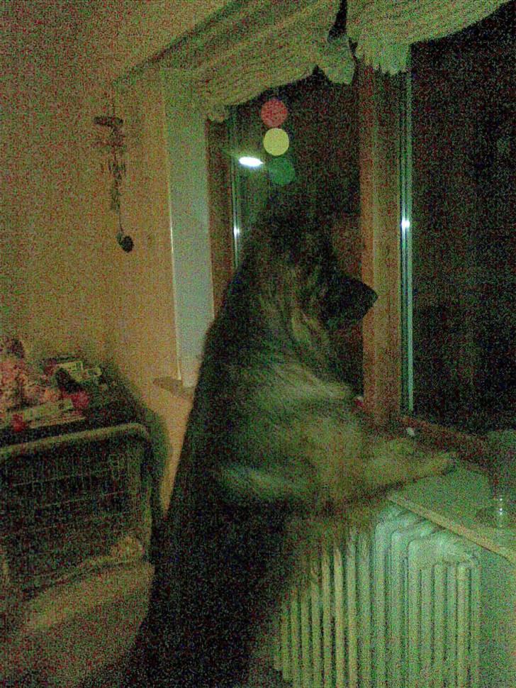 Schæferhund Kouran ...død 01-06-10 - man er vel nysgerrig billede 11