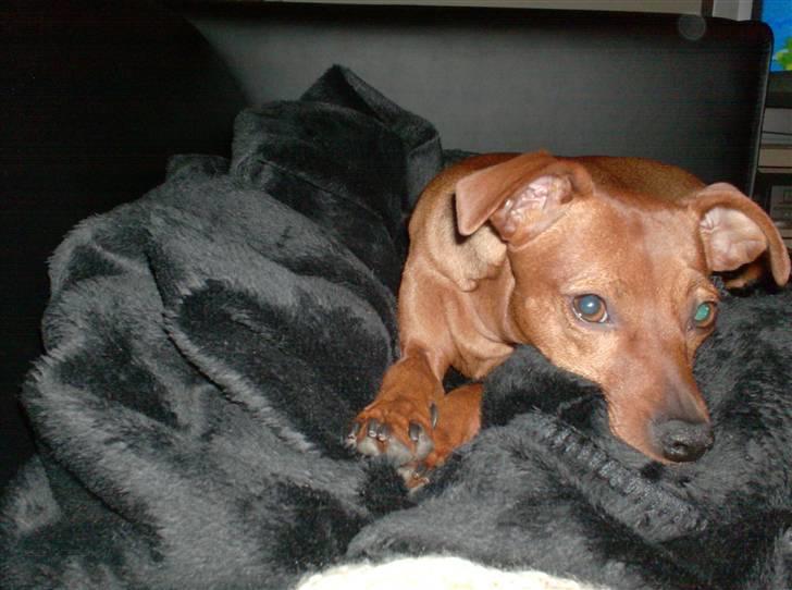 Blanding af racer Chili billede 7