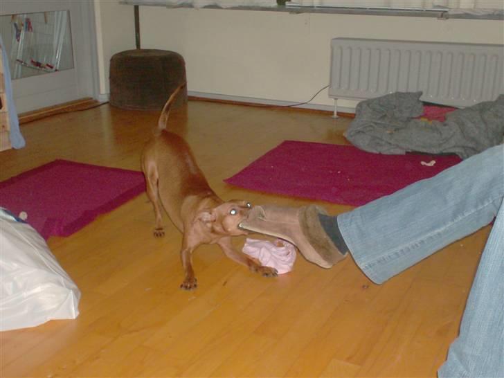 Blanding af racer Chili billede 8