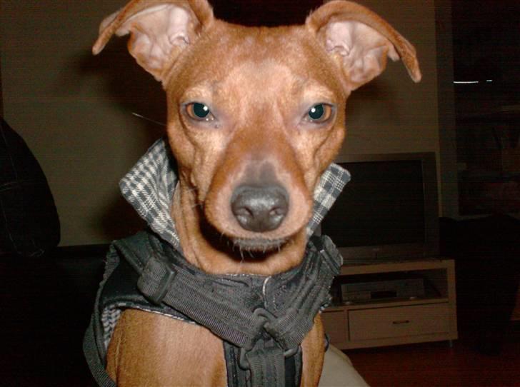 Blanding af racer Chili billede 9