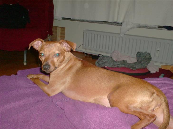 Blanding af racer Chili billede 10