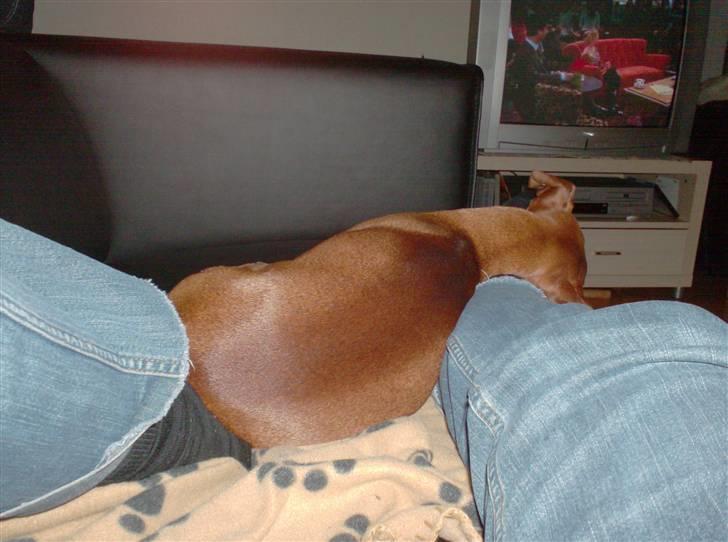 Blanding af racer Chili billede 11