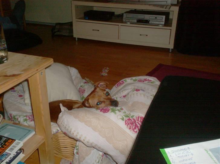 Blanding af racer Chili billede 12