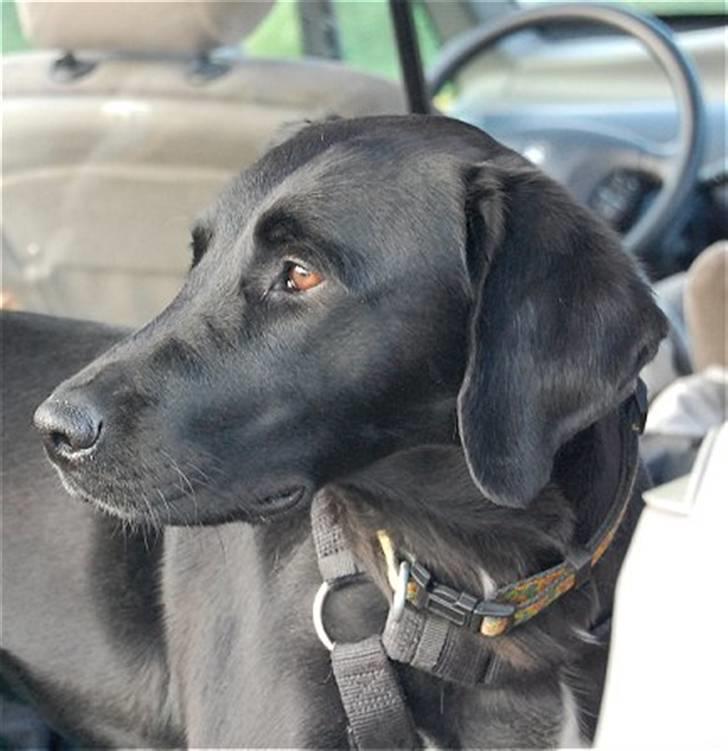 Blanding af racer Holly 2005-2020* - 2008 billede 12