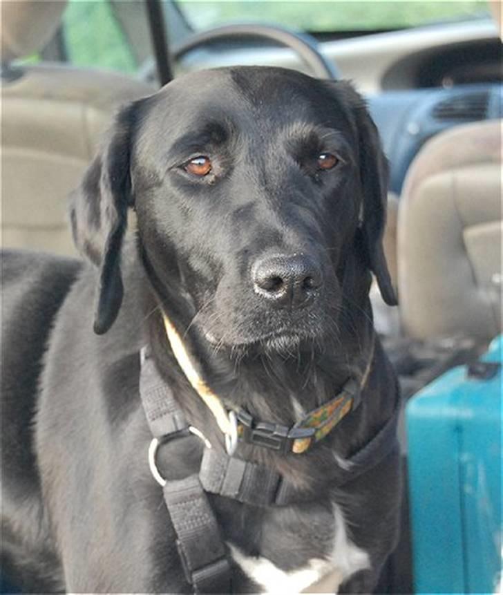 Blanding af racer Holly 2005-2020* - 2008 billede 13