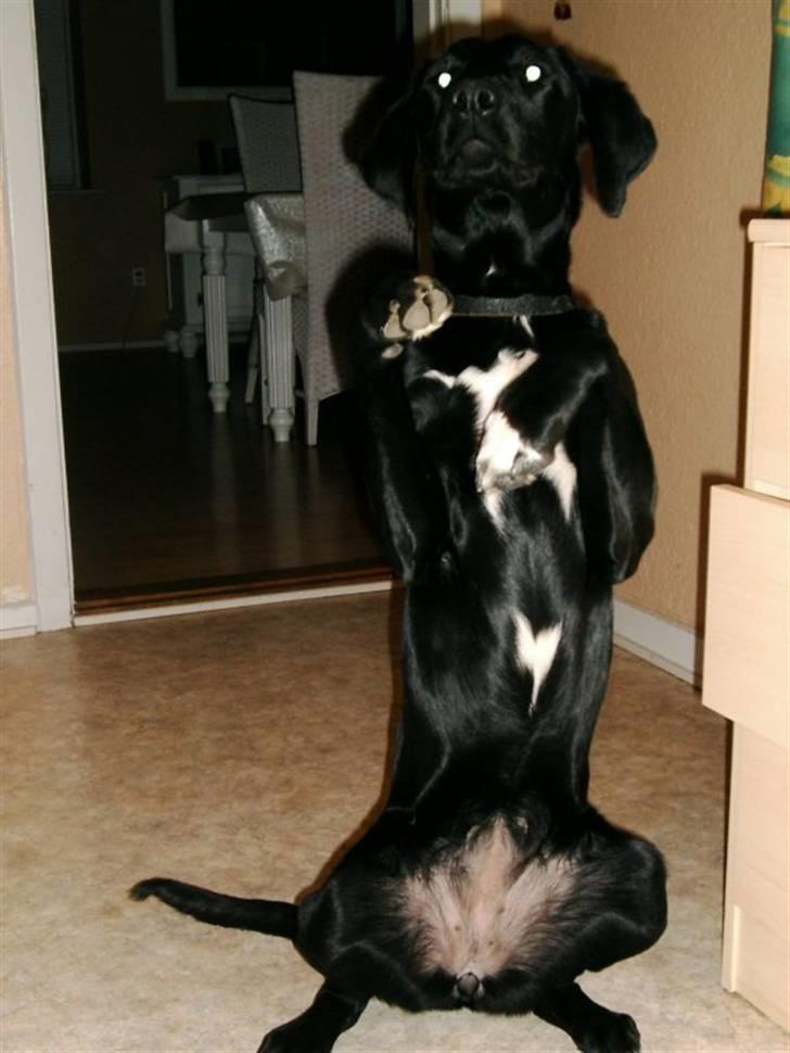 Blanding af racer Holly 2005-2020* - Holly kan hilse her er hun knap 1 år :-) billede 14