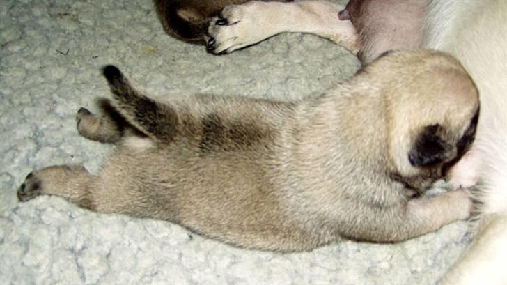 Mops Ibeth Pug Dominic Purcell - Purcys yndlingsstilling... Tror ikke Tyson vil lægge mave til når Purcy kommer hjem. billede 11