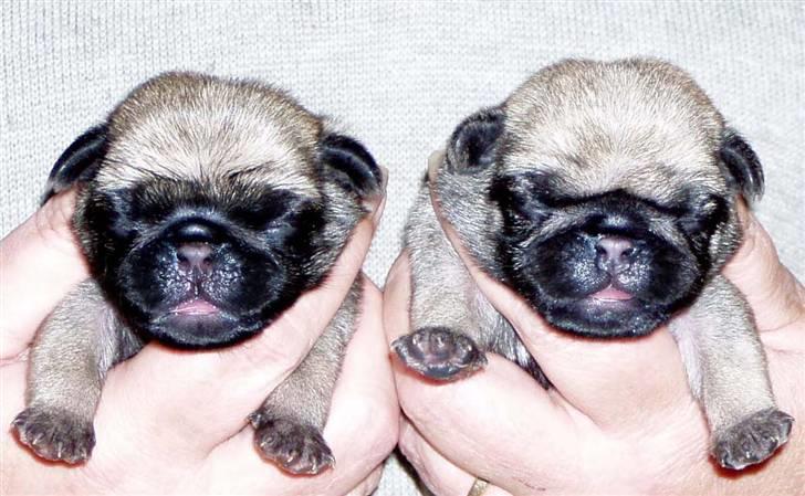 Mops Ibeth Pug Dominic Purcell - Dolly tv, Purcy th billede 12