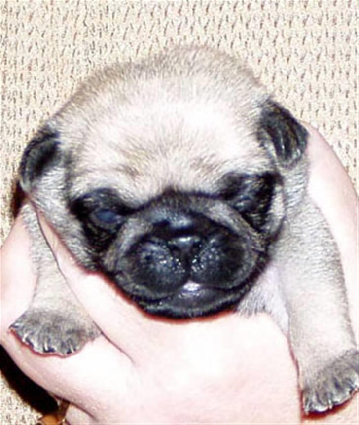 Mops Ibeth Pug Dominic Purcell - 10 dage gammel og han har nu fået øjne!! billede 13