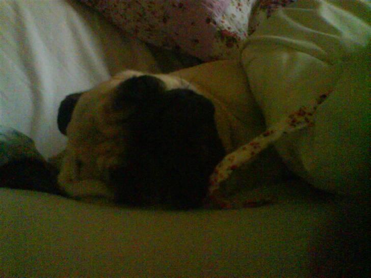 Mops Ingeborg billede 7