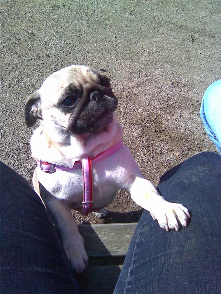 Mops Ingeborg billede 8