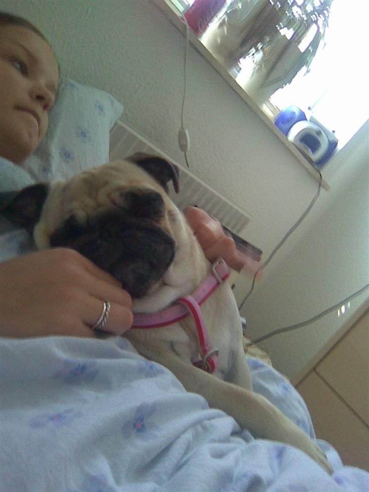 Mops Ingeborg billede 9