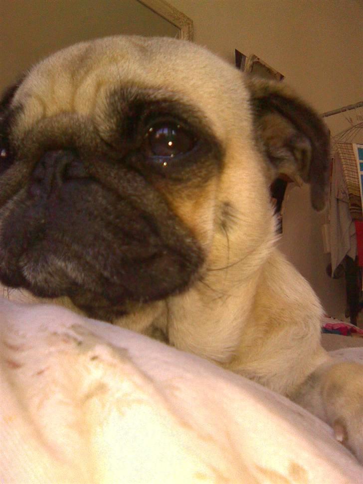 Mops Ingeborg billede 10